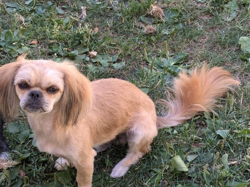 Milo primary photo