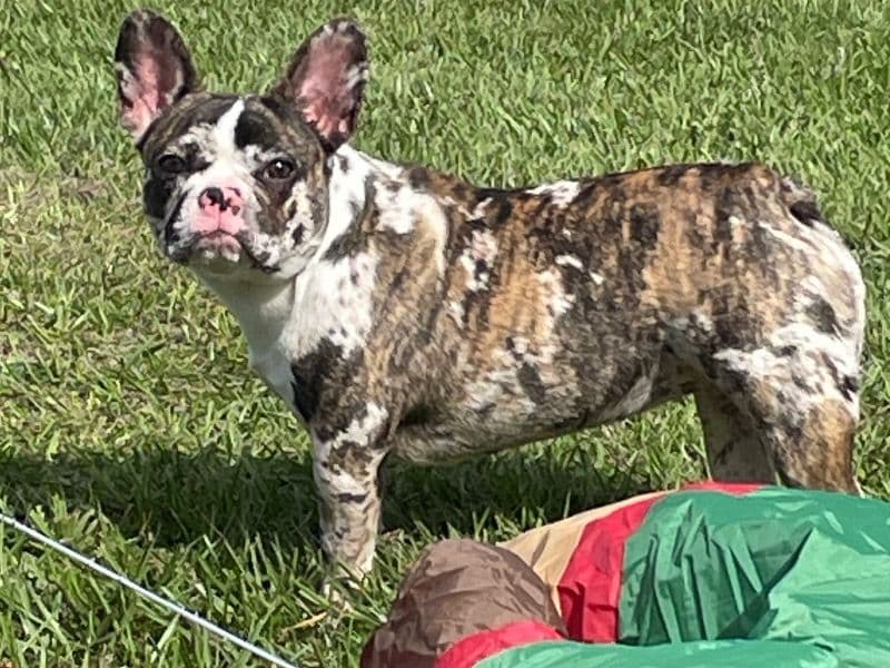 French Bulldog 3 years old female small named Jewels for breeding in St. Lucie County, Florida | Petmeetly