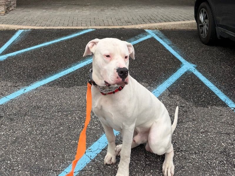 Dogo Argentino 1 year 9 months old male extra large named Bowser for breeding in Suffolk County, New York | Petmeetly