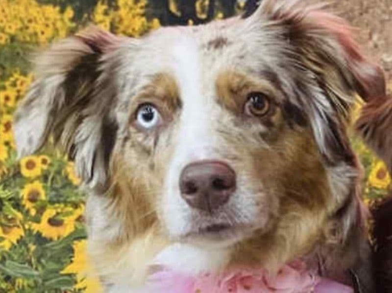 Australian Shepherd 3 years 10 months old female medium named Miloh for breeding in Oklahoma County, Oklahoma | Petmeetly