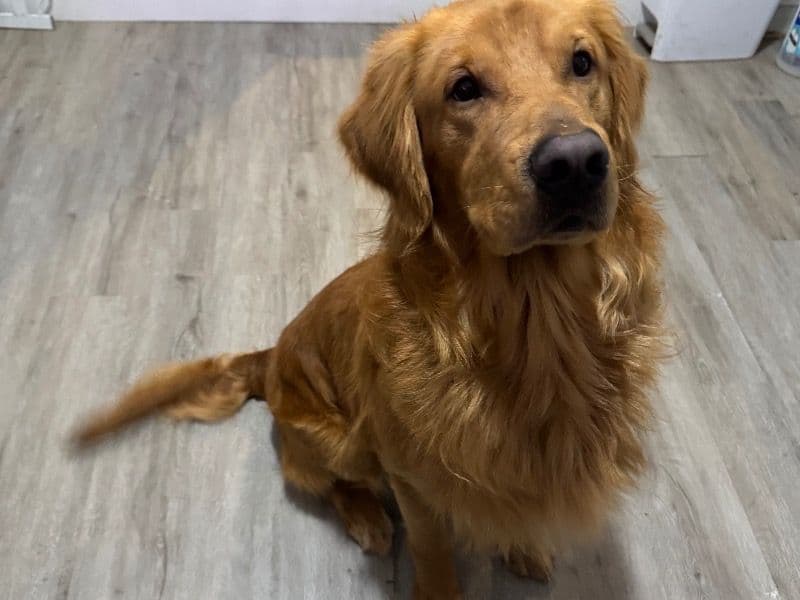 Koda primary photo
