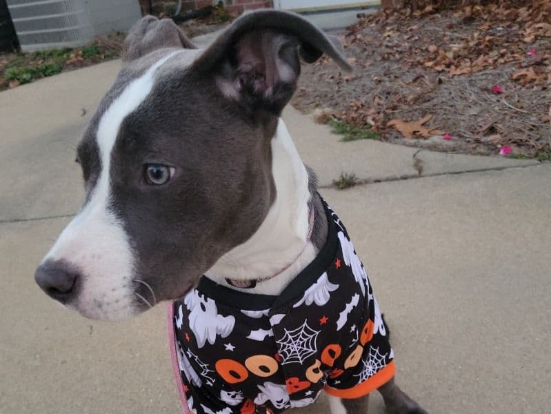 American PitBull Terrier 7 months old female medium named Bella for adoption in Cumberland County, North Carolina | Petmeetly