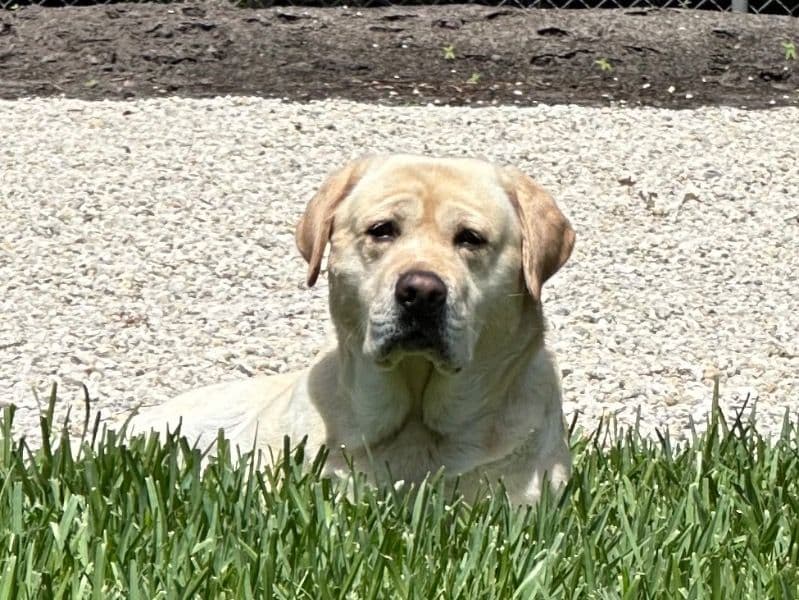 English Labrador Retriever 5 years 5 months old male large named Fin for breeding in Lee County, Florida | Petmeetly
