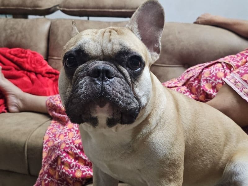 French Bulldog 2 years 4 months old male medium named Rolo for breeding in Bangalore Division, Karnataka | Petmeetly