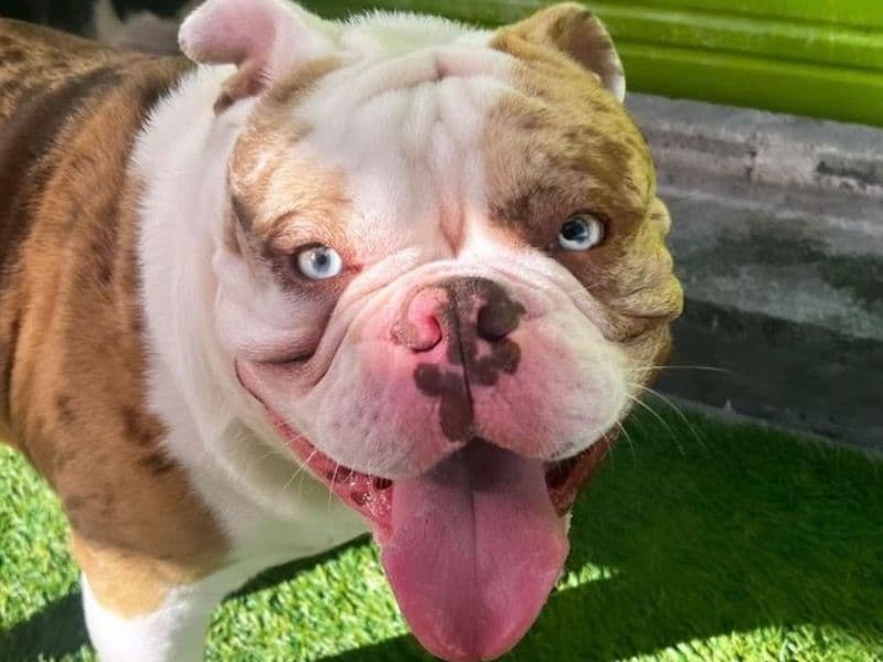 American PitBull Terrier 3 years 9 months old male large named Poncho for breeding in Broward County, Florida | Petmeetly