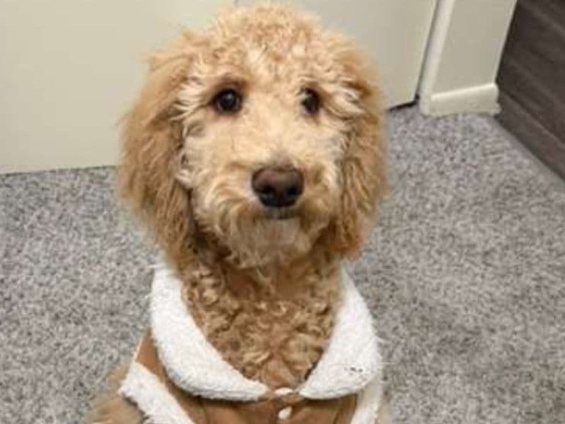 Goldendoodle 5 months old female medium named Amber for sale in Montgomery County, Pennsylvania | Petmeetly