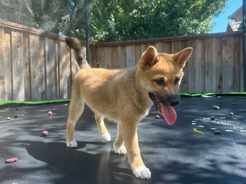 Shiba Inu 5 months old male small named Solar for sale in San Joaquin County, California | Petmeetly