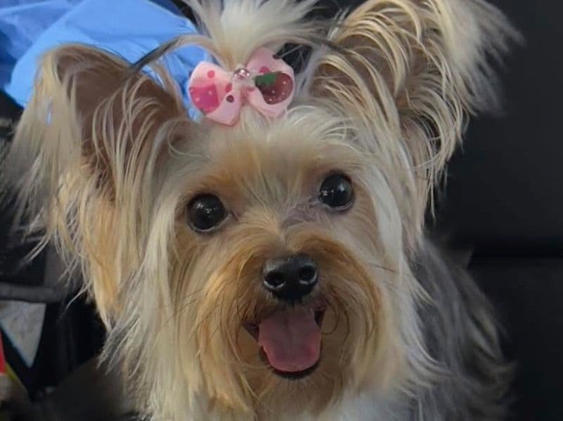 Juliet - Yorkshire Terrier | Petmeetly