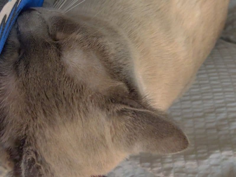 Flame Point Siamese 2 years old male named Snowy for breeding in Erie County, New York | Petmeetly