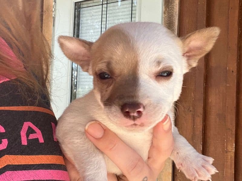 American Bully 1 month old female small named Rollie for sale in Columbia County, Florida | Petmeetly