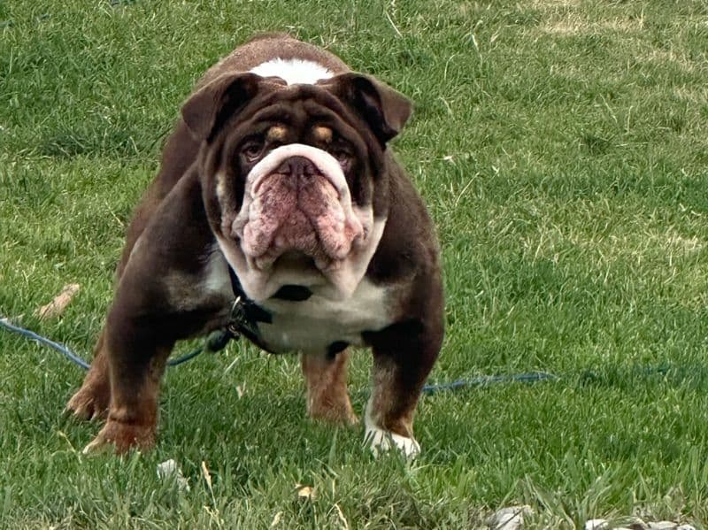Bulldog 1 year 6 months old male large named Lukas for breeding in Condado de Scott, Iowa | Petmeetly