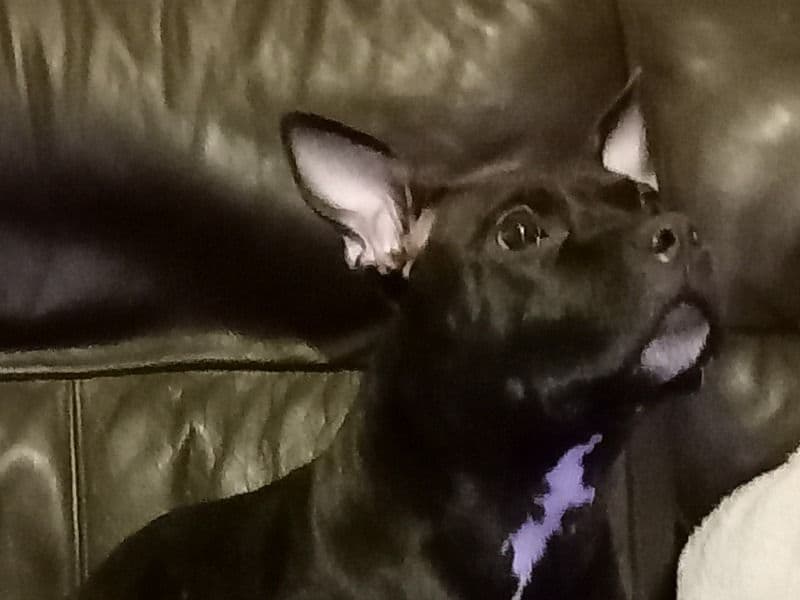 Staffordshire Bull Terrier 4 years 10 months old female medium named Roxy for breeding in Glasgow City, Scotland | Petmeetly