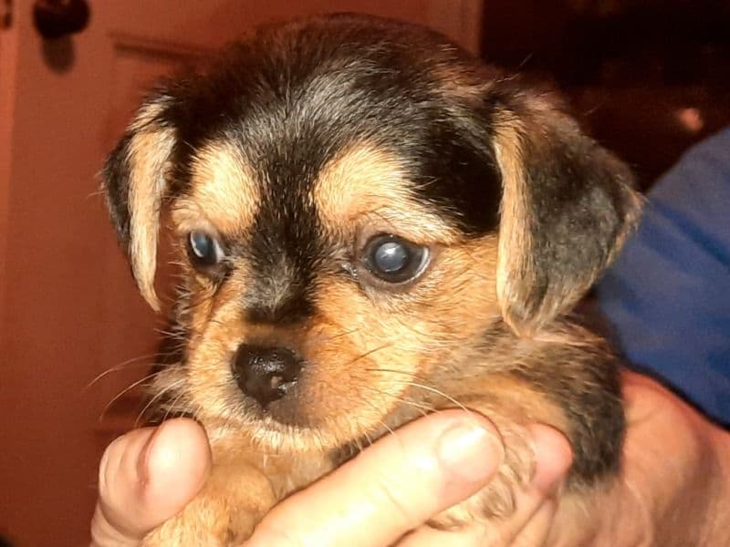 Yorkipoo 2 months old male small named Spanky for sale in Monroe County, Kentucky | Petmeetly