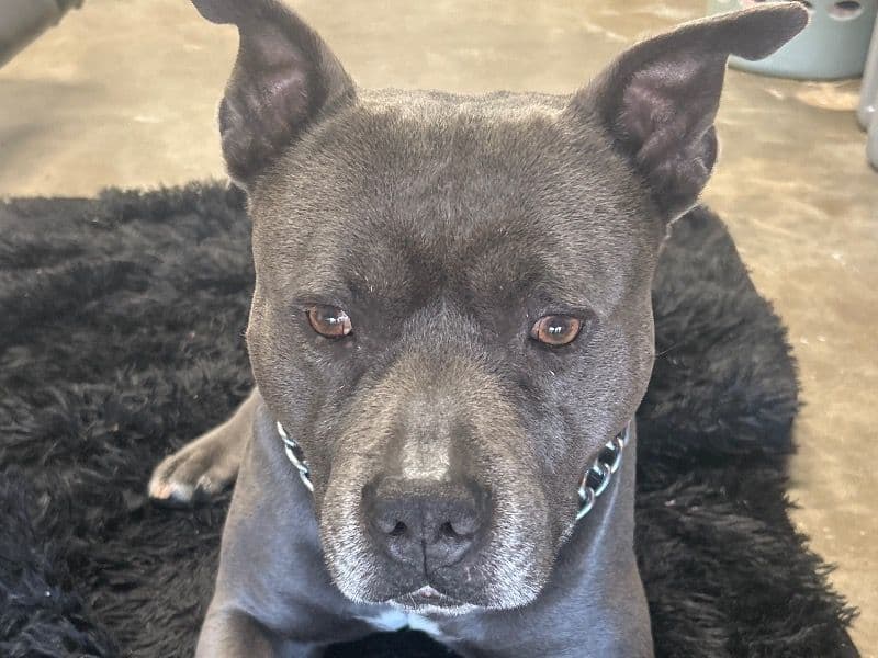 Blue nose Pitbull 6 years 5 months old male medium named Tommy for breeding in Port Charlotte, Florida | Petmeetly