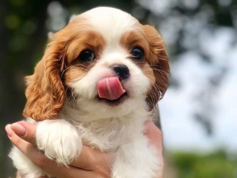 Cavador 3 months old female small named Voo for adoption in Fremont, California | Petmeetly