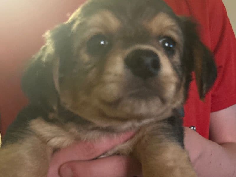 Selling Puppies primary photo