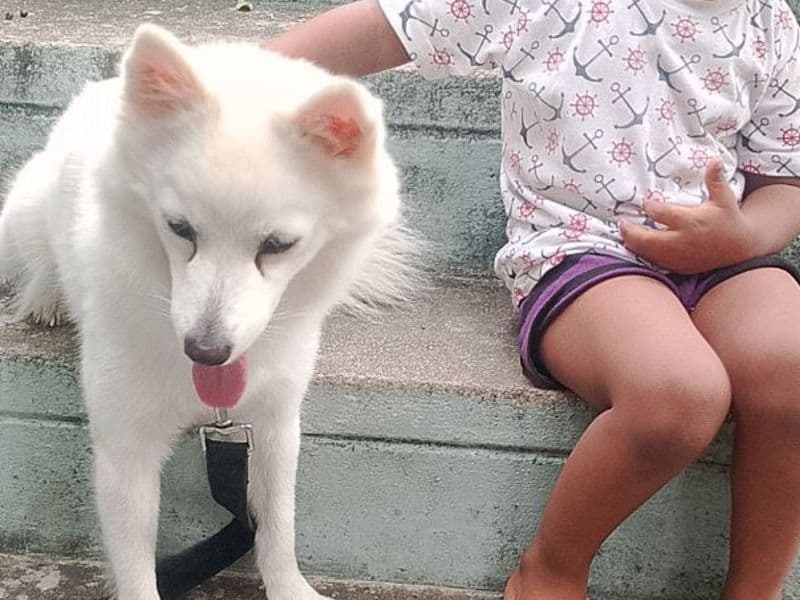 Pomeranian 2 years 7 months old female medium named Shiro for breeding in Chennai, Tamil Nadu | Petmeetly