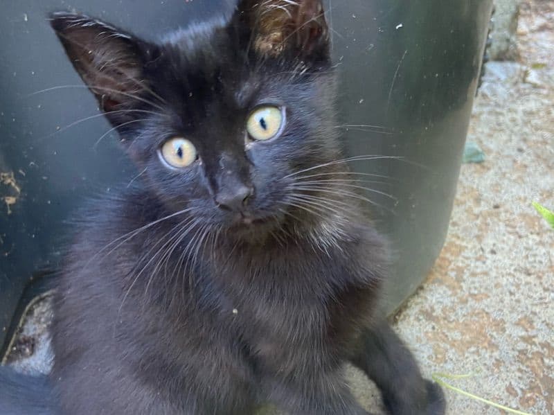 Smoke - Domestic Shorthair | Petmeetly