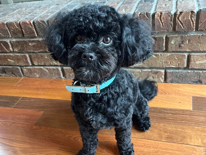ShihPoo 5 years 8 months old male small named Milo for breeding in Jackson County, Missouri | Petmeetly