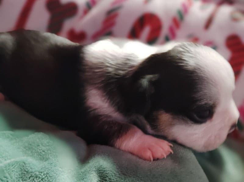 French Bulldog 1 month old female small named Stella for sale in Deschutes County, Oregon | Petmeetly