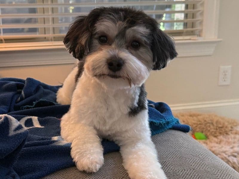 Havanese 2 years 4 months old male small named Major for breeding | Petmeetly
