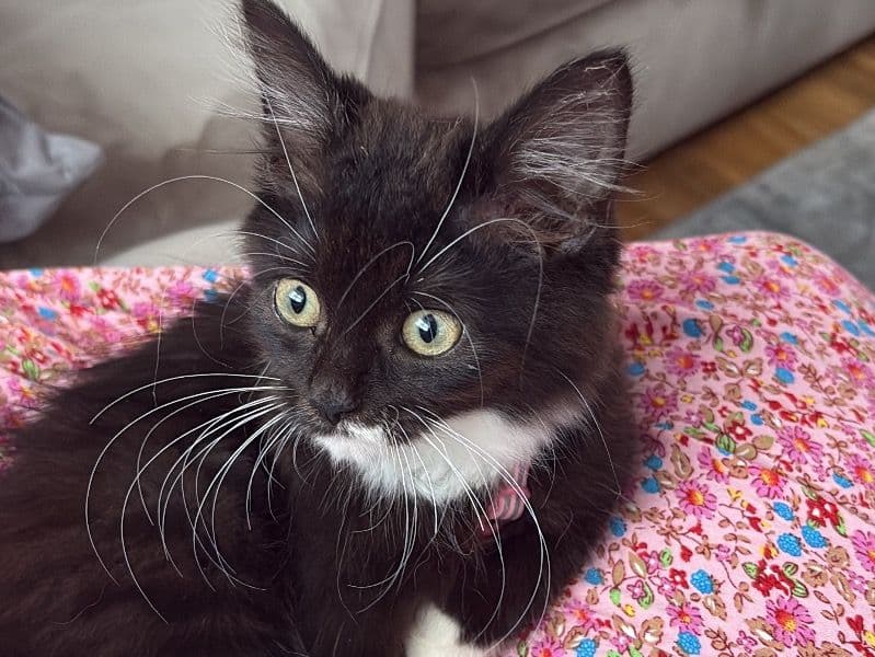 Mimi primary photo