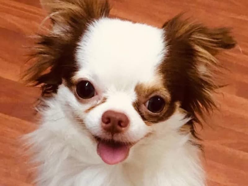 Chihuahua 1 year 8 months old female small named Mochi for adoption in California | Petmeetly