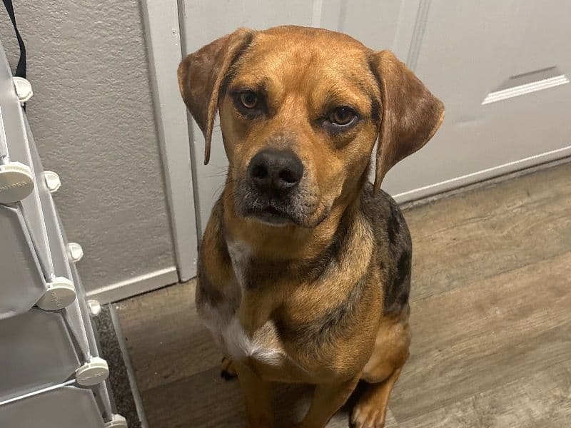 Catahoula Leopard Dog 4 years 3 months old male large named Maui for adoption in King County, Washington | Petmeetly