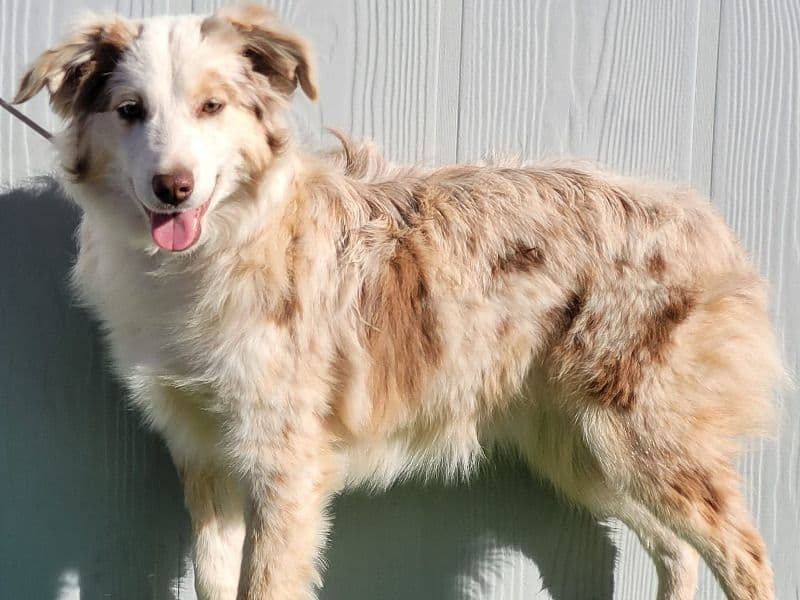 Kokomo primary photo