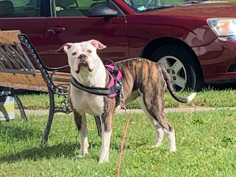 Bella primary photo