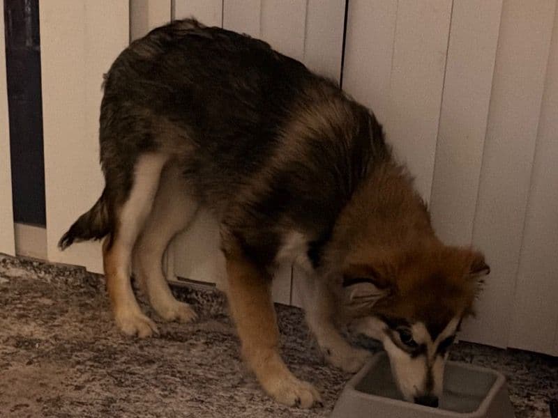 Siberian Husky 8 months old male medium named Chomper for sale in Marion County, Indiana | Petmeetly