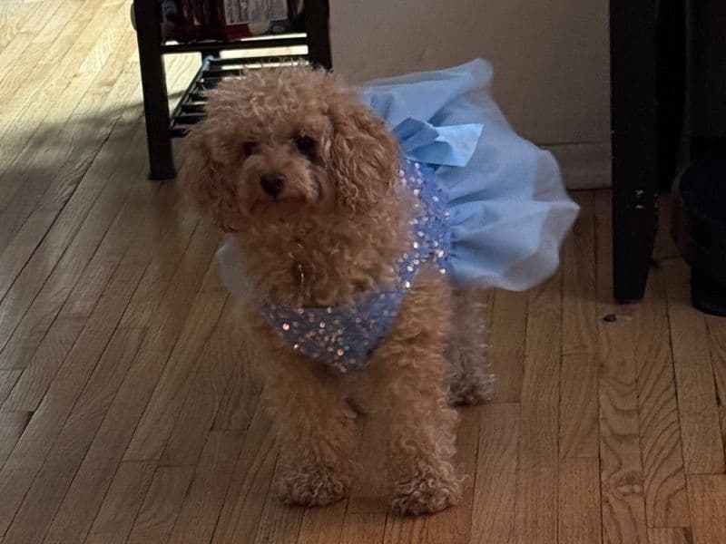 Toy Poodle 2 years 9 months old female small named Riley for breeding in Bronx County, New York | Petmeetly