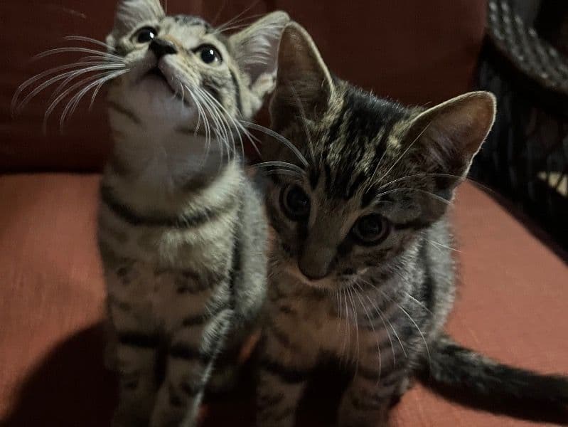 Luna Or Goober - Domestic Shorthair | Petmeetly