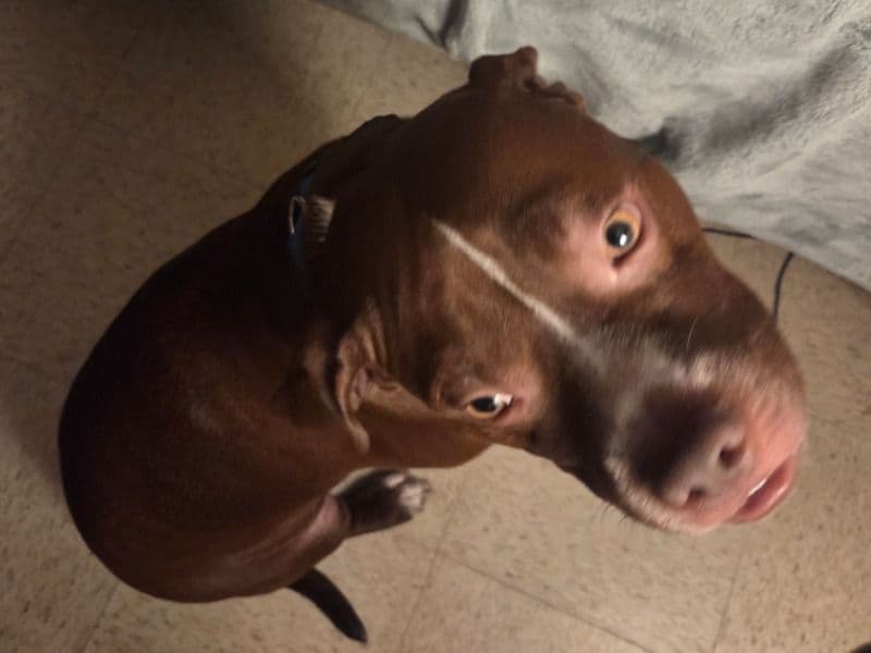 Boxer 5 years 9 months old male large named Cookie for adoption in Hardin County, Kentucky | Petmeetly