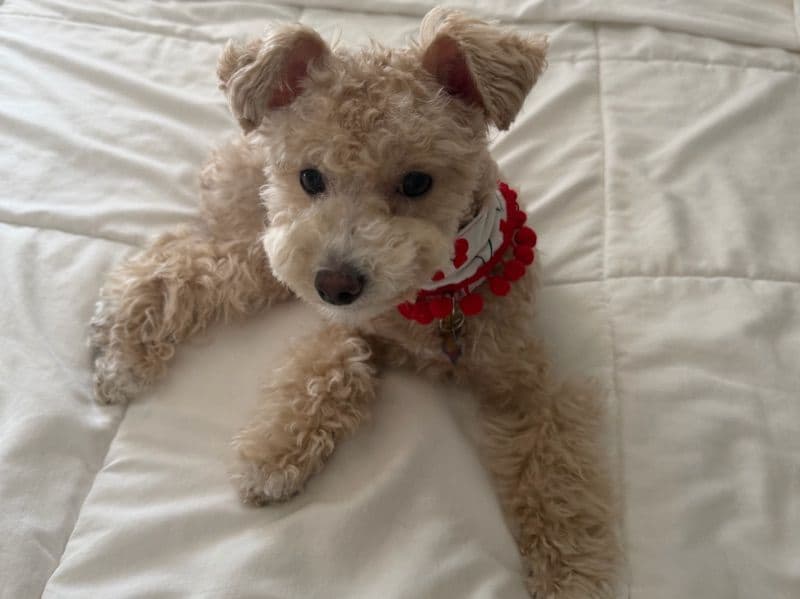 Maltipoo 10 months old female small named Love for breeding in Los Angeles County, California | Petmeetly