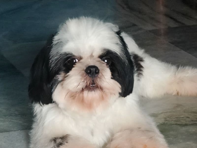 Jack primary photo