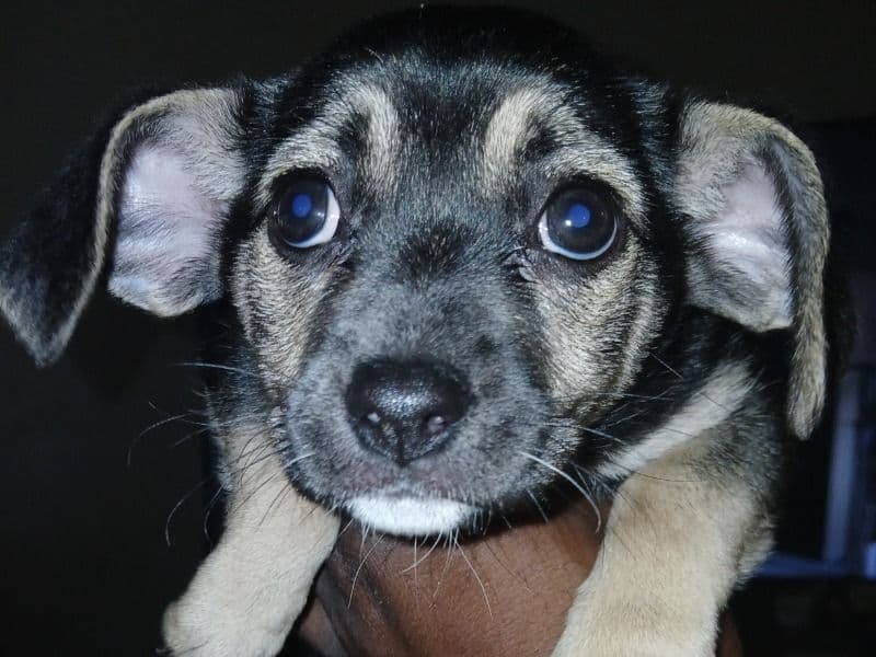 Puppies primary photo