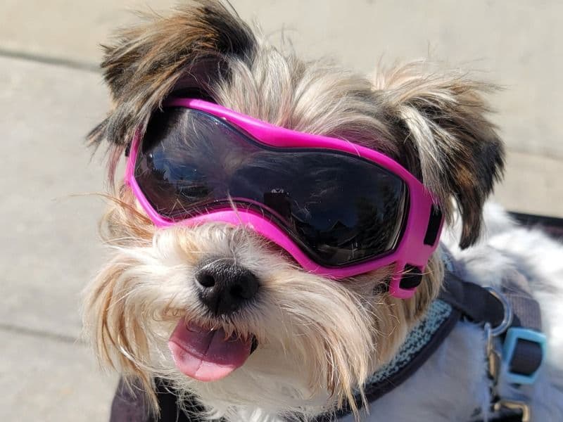 Biewer Terrier 3 years old female small named Jessie for breeding in Maricopa County, Arizona | Petmeetly