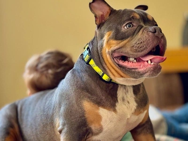 American Bulldog 1 year 4 months old female medium named Mollie for breeding in Aberdeen City, Scotland | Petmeetly