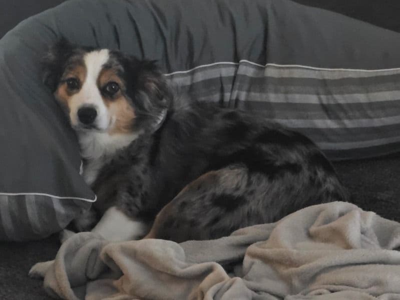 Miniature Australian Shepherd 3 years 6 months old female small named Piper for breeding in Niederwald, Texas | Petmeetly
