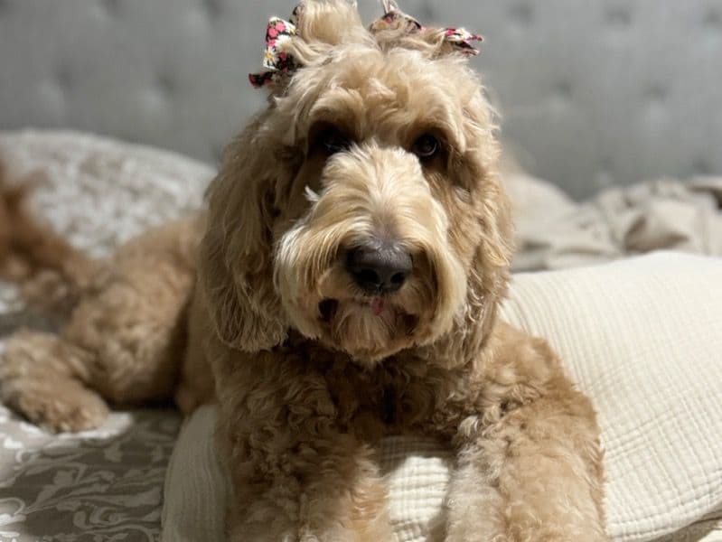 Coco primary photo