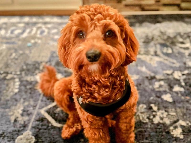 Goldendoodle 11 months old male medium named Frankie Beverly for breeding in Talbot County, Maryland | Petmeetly