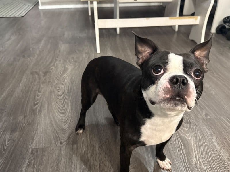 Boston Terrier 3 years old male medium named Cooper for breeding in Martin County, Florida | Petmeetly