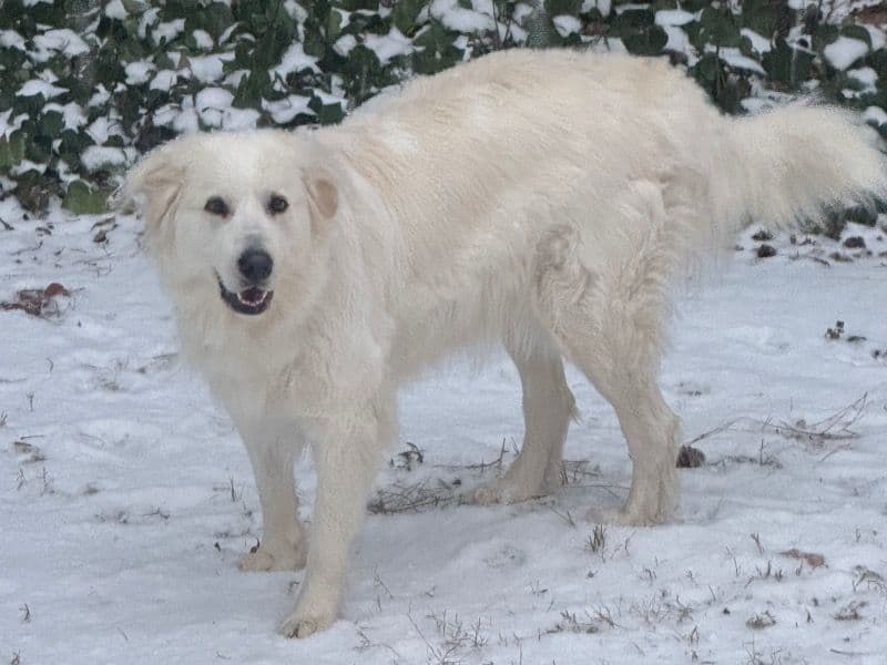 Snowy primary photo