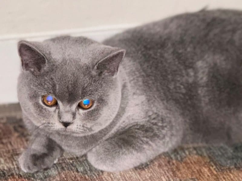 Grayzos primary photo