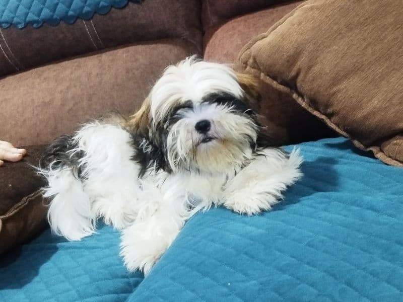 Shih Tzu 2 years 2 months old male small named Leo for breeding in Miyapur, Telangana | Petmeetly