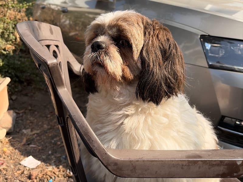Shih Tzu 3 years 6 months old male medium named Jerry for breeding in Garhwal Division, Uttarakhand | Petmeetly