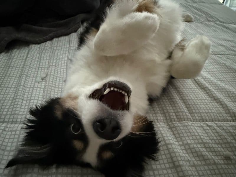 Miniature Australian Shepherd 4 years 7 months old male small named Jojo for breeding in Mecklenburg County, North Carolina | Petmeetly