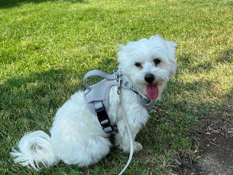 Maltese 2 years 8 months old female small named Cassie for breeding in Ottawa, Ontario | Petmeetly