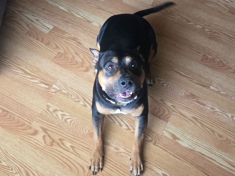 Rottweiler 4 years old male medium named Dobby for adoption in Genesee County, Michigan | Petmeetly